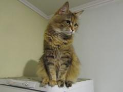 Кошка мейн кун Юки (IMG_0399)
