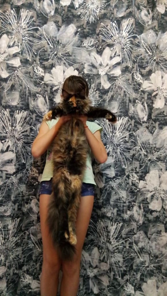Полидактильная кошка Жасмин (14)