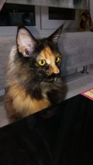 Полидактильная кошка Жасмин (17)