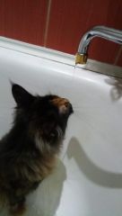 Полидактильная кошка Жасмин (18)
