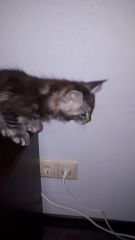 Кошка мейн-кун Тайра (3)