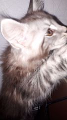 Кошка мейн-кун Тайра (4)