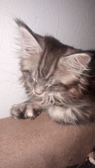 Кошка мейн-кун Тайра (5)
