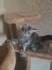Кошка мейн-кун Тайра (12)