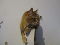 Кошка мейн кун Юки (IMG_0437)
