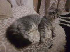 Кошка мейн-кун Тайра (13)
