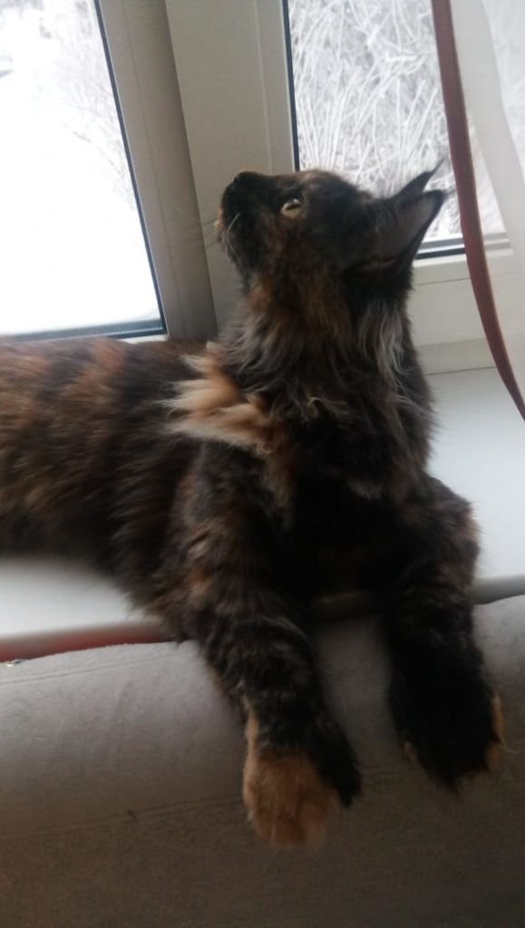 Полидактильная кошка Жасмин (24)