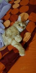 Кот мейн-кун Пончик (12)
