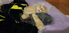 Кот мейн-кун Пончик (15)