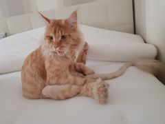 Кот мейн-кун Пончик (64)