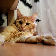 Кот мейн-кун Пончик (66)