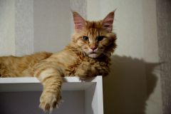 Кот мейн-кун Пончик (67)