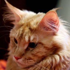 Кот мейн-кун Пончик (69)