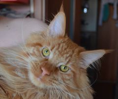 Кот мейн-кун Буба (14)