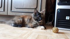 Кошка мейн-кун Дарсия (5)