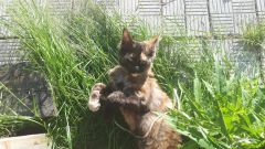 Кошка мейн-кун Дарсия (8)