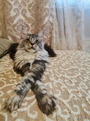Кошка мейн-кун Тайра (15)