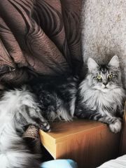 Кошка мейн-кун Тайра (16)