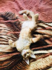 Кошка мейн-кун Дейенерис (24)