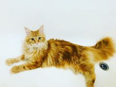 Кошка мейн-кун Дейенерис (79)