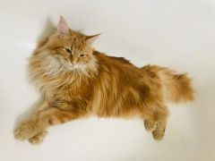 Кошка мейн-кун Дейенерис (89)