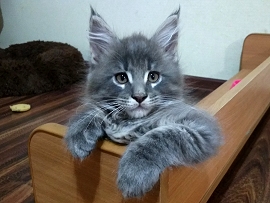 Кот мейн-кун Тимофей