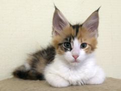 Кошка мейн-кун Лу (1)