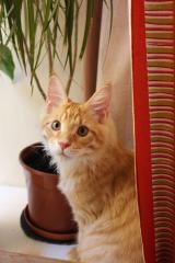 Кот мейн кун Лео (IMG_5723)