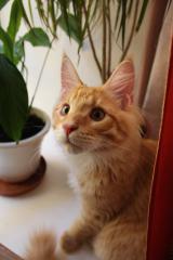 Кот мейн кун Лео (IMG_5728)