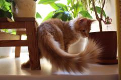 Кот мейн кун Лео (IMG_5739)