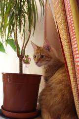 Кот мейн кун Лео (IMG_5742)