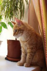 Кот мейн кун Лео (IMG_5743)