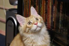 Кот мейн кун Лео (IMG_5771)