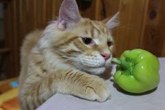 Кот мейн кун Лео (IMG_5824)