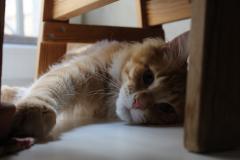 Кот мейн кун Лео (IMG_5860)