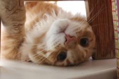 Кот мейн кун Лео (IMG_5865)