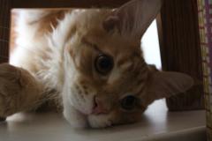 Кот мейн кун Лео (IMG_5866)