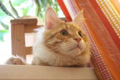 Кот мейн кун Лео (IMG_5878)