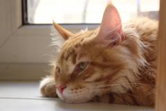 Кот мейн кун Лео (IMG_6022)