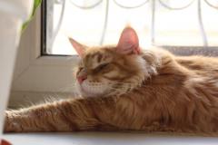 Кот мейн кун Лео (IMG_6028)