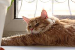 Кот мейн кун Лео (IMG_6029)