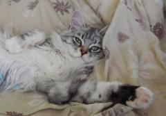Кошка мейн кун Мурра (DSCN1525)