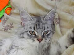 Кошка мейн кун Мурра (DSCN1538)