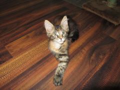 Кошка мейн кун Касси (IMG_1307)
