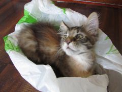 Кошка мейн кун Касси (IMG_1383)