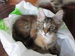 Кошка мейн кун Касси (IMG_1386)