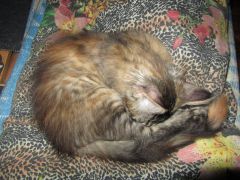 Кошка мейн кун Касси (IMG_1414)