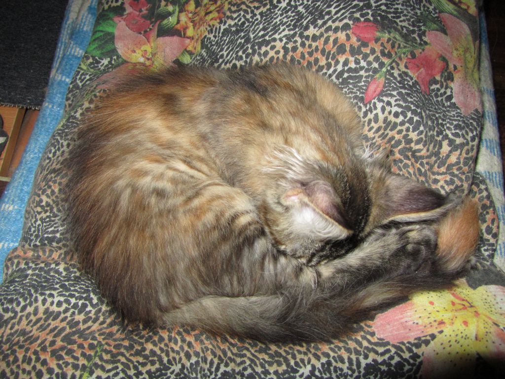 Кошка мейн кун Касси (IMG_1414)