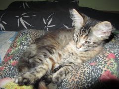 Кошка мейн кун Касси (IMG_1418)