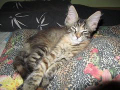 Кошка мейн кун Касси (IMG_1424)